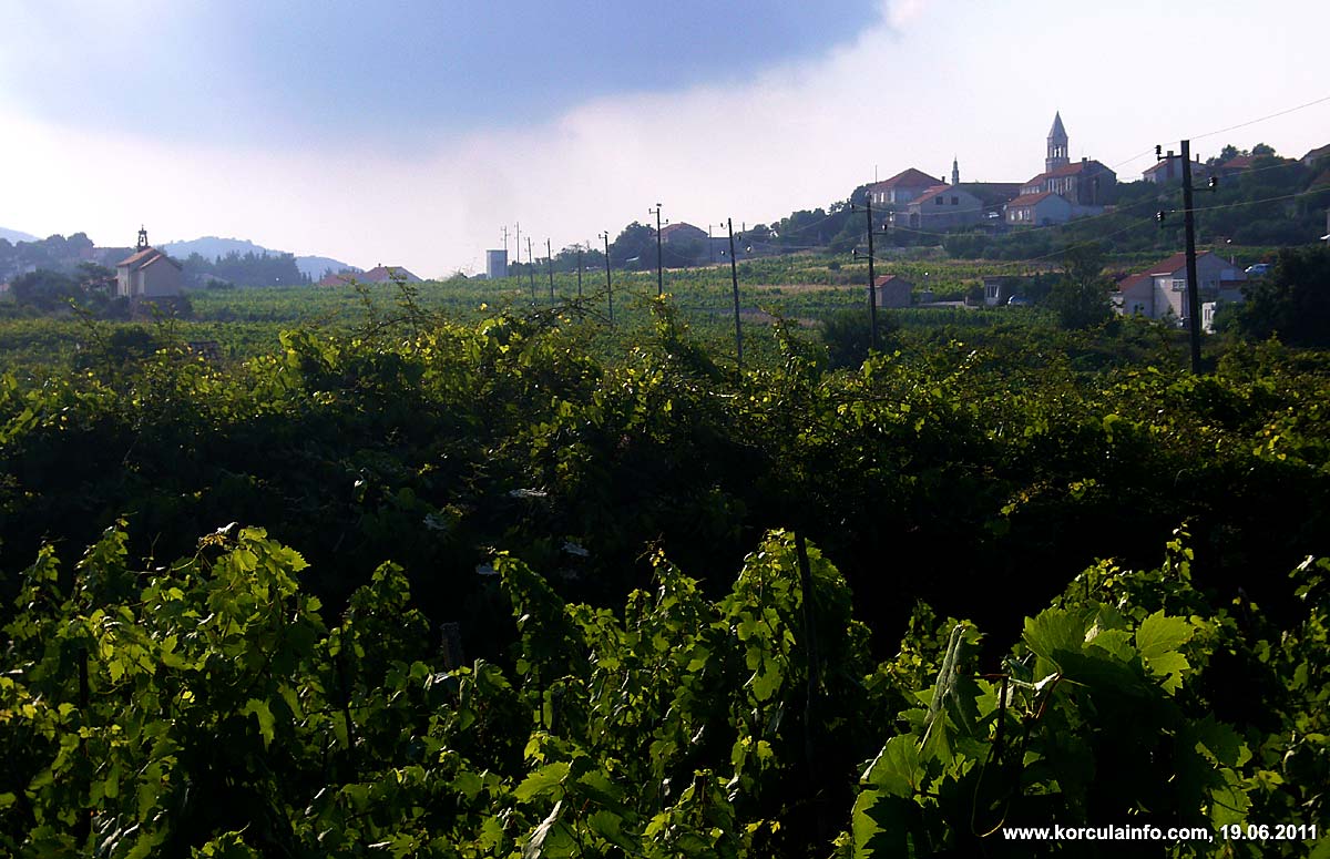 Lumbarda Vineyard - Grk Wine