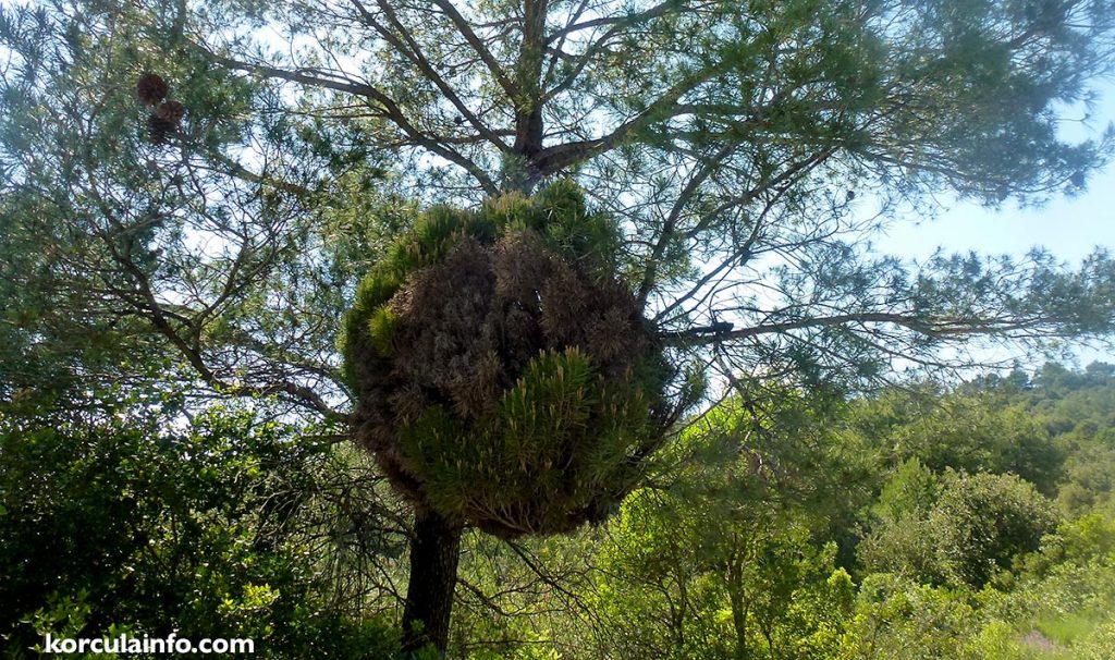 Unusual formation on the pine tree - I am not sure what is this but looks like another?plan is growing on the tree.